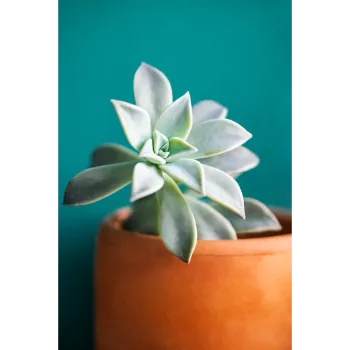 White Ornamental Plant